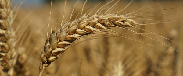 celiac vs wheat vs gluten sensitivity